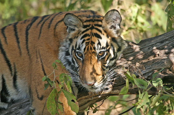 Female tiger up close on tree limb, Kanha National Park, India