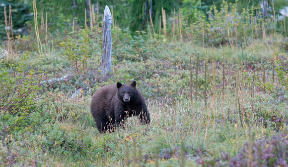Black bear ("cinnamon" color phase), Mt. Rainier National Park, Washington