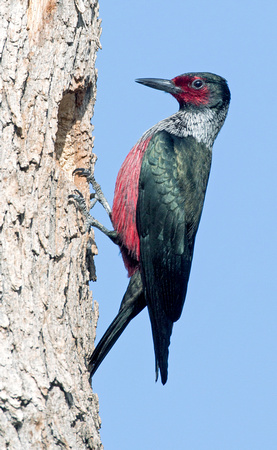 Lewis's Woodpecker adult at nest hole, eastern Washington