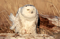 Snowy Owl, Washington coast