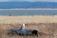 Snowy Owl immature perched on driftwood log, Washington coast