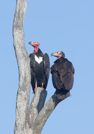 Red-headed Vultures (adult and immature), Kanha National Park, India