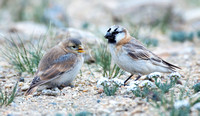Blanford's Snowfinch adult and young, Tso Kar, Ladakh, India.