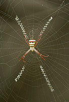 Orb web spider (Argiope sp.), Kanha National Park, India