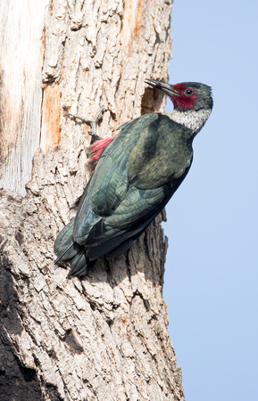 Lewis's Woodpecker at nest hole, eastern Washington
