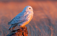 Snowy Owl at sunrise, Washington coast