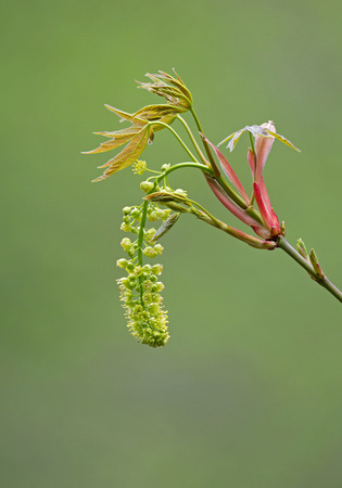 Bigleaf maple (Acer macrophyllum) flowers, Washington