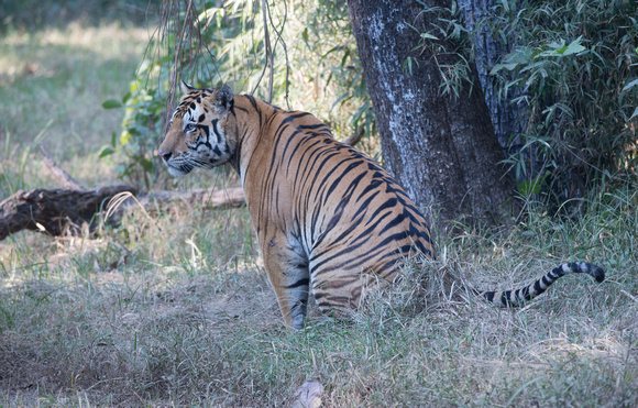 Male tiger, Kanha National Park, India