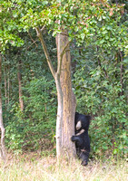 Sloth bear hugging tree, Kanha National Park, India