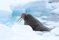 Walrus in icy water, Svalbard, Norway