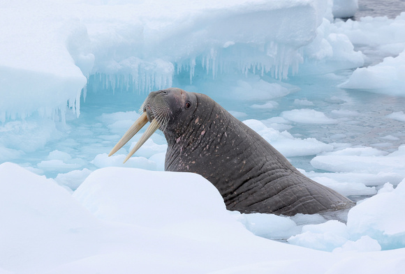 Walrus in icy water, Svalbard, Norway