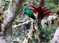 Resplendent Quetzal in cloud forest, Costa Rica