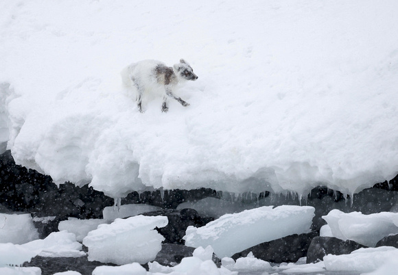 Arctic fox (molting) walking along shoreline, Svalbard (2024)