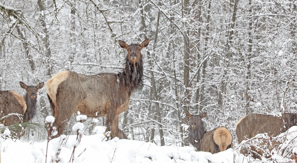 Elk in snowstorm, Packwood, Washington