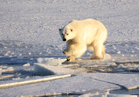 Polar bear on the move (2), Svalbard, Norway
