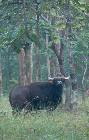 Gaur male (or "Indian bison"), Pench National Park, India
