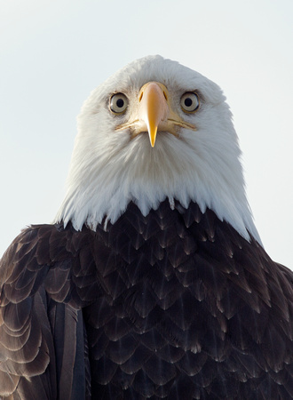 Bald Eagle, Samish Flats, Washington