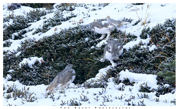 White-tailed Ptarmigans camouflaged, MRNP