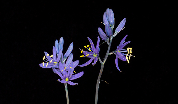 Common Camas (Camassia quamash) flowers, eastern Washington