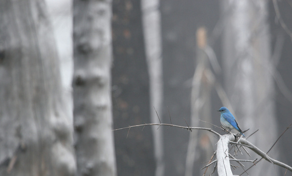 Mountain Bluebird in burned forest, William O. Douglas Wilderness, Washington
