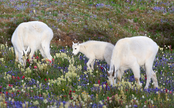 Mountain Goats, Mt. Rainier National Park, Washington