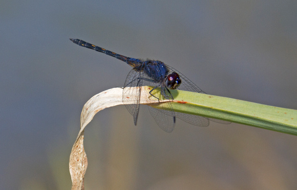 Black Stream Glider (dragonfly), (Trithemis festiva), Kanha National Park, India