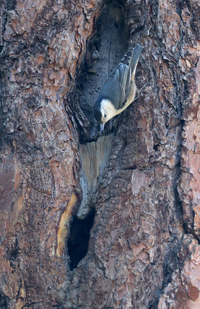 White-breasted Nuthatch at nest hole, eastern Washington