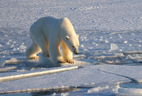 Polar bear on ice, Svalbard, Norway