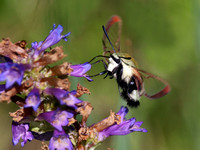 Rocky Mountain Clearwing moth, Hemaris thetis, eastern Washington
