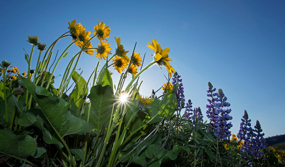 Arrowleaf balsamroot and lupine flowers with sunstar, Waterworks Canyon, eastern Washington