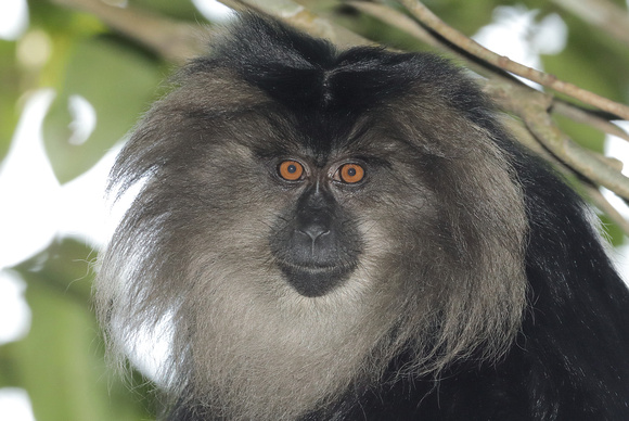 Lion-tailed Macaque, Silent Valley National Park, Kerala