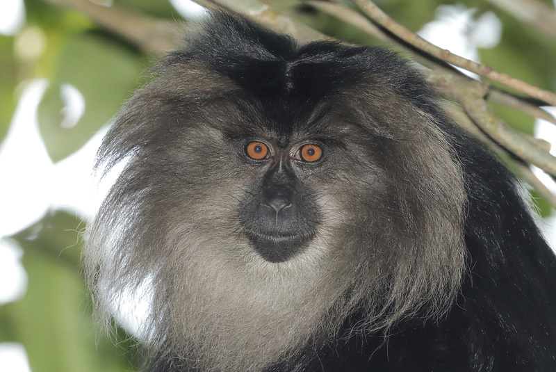 Tom Kogut Photography | India: Mammals (except tigers) | Lion-tailed ...