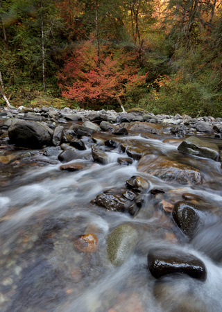 Skate Creek fall color, Gifford Pinchot National Forest, Washington