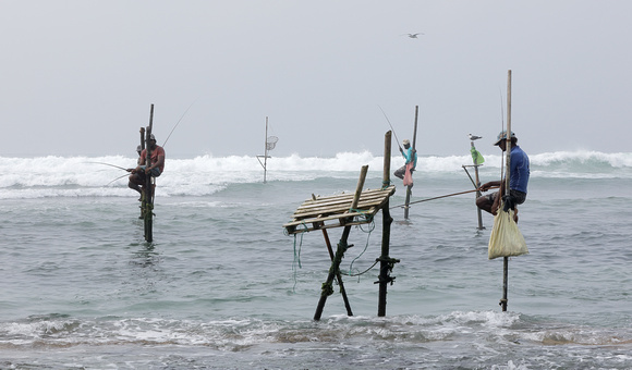 Stilt fishermen, Welligama, Sri Lanka