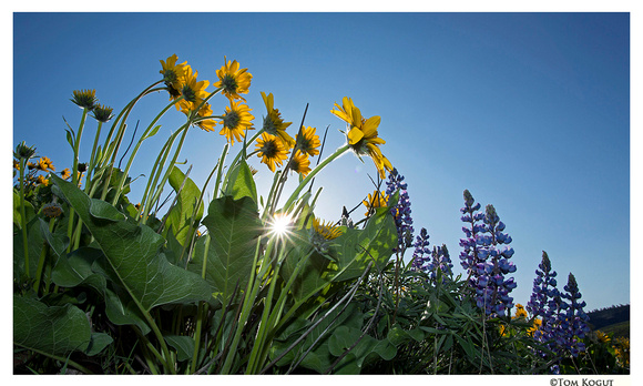 Balsamroot and lupines with sunstar, eastern Washington