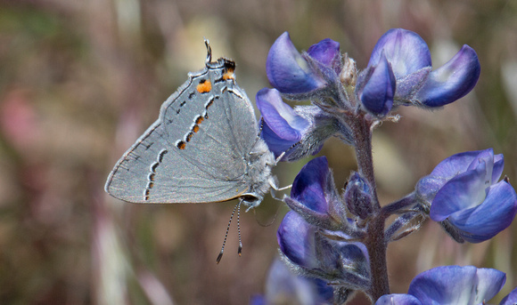 Gray Hairstreak (Strymon melinue) nectaring on lupine, eastern Washington