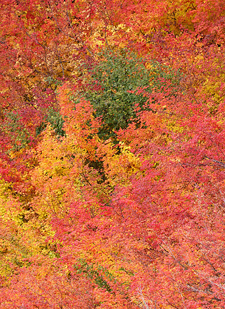Vine-maple colors with Sitka alder (green) shrub, Mt. Rainier National Park