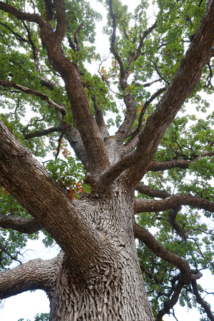 Oregon white oak (Quercus garryana), eastern Washington
