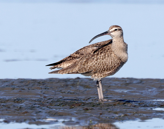 Whimbrel, Washington coast