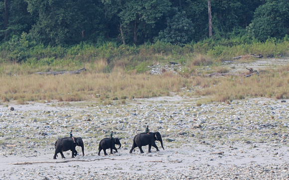 Elephants and mahouts, Manas River, Bhutan
