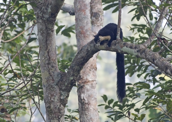 Black Giant Squirrel (Ratufa bicolor), Hoollongapar Gibbon Sanctuary, Assam, India