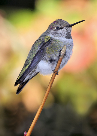Anna's Hummingbird, Packwood, Washington