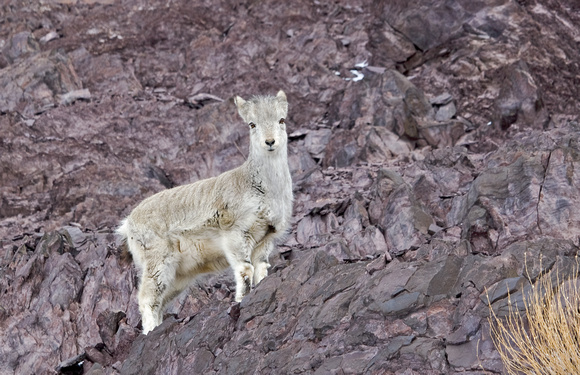Bharal ("Blue Sheep") young, Hemis National Park, Ladakh, India