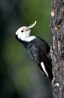 White-headed Woodpecker male, eastern Washington