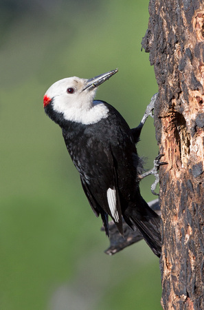 White-headed Woodpecker male, eastern Washington