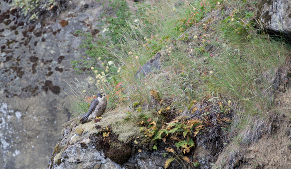 Peregrine Falcon perched on cliff, western Washington