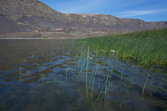 Alkali Bluets (Enallagma clausum) at Lenore Lake, Washington