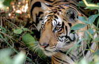 Tiger up close, Kanha National Park, Madhya Pradesh, India