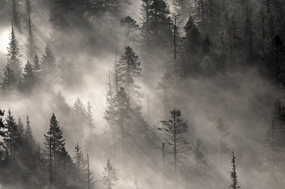 Valley fog in old-growth forest, eastern  Washington