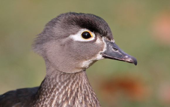 Female Wood Duck closeup, Yakima, Washington